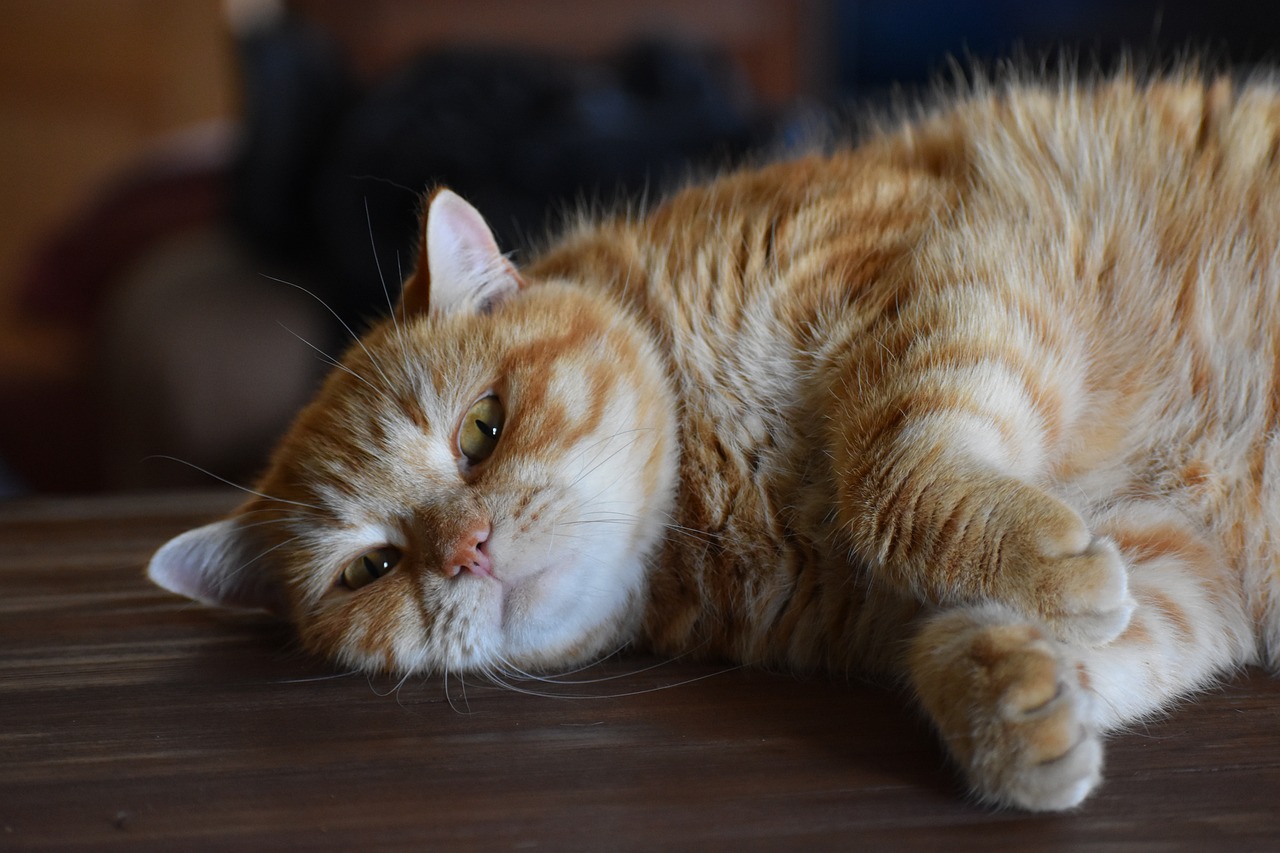 欧拉芭蕾猫5月20日开启预售，6月份上市